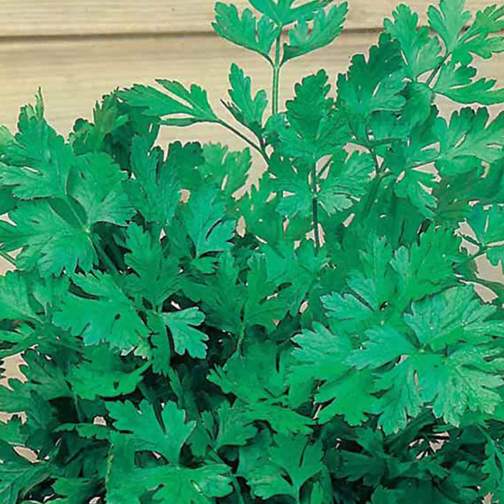 Johnsons Plain Leaved Parsley Herb Seeds Image 1
