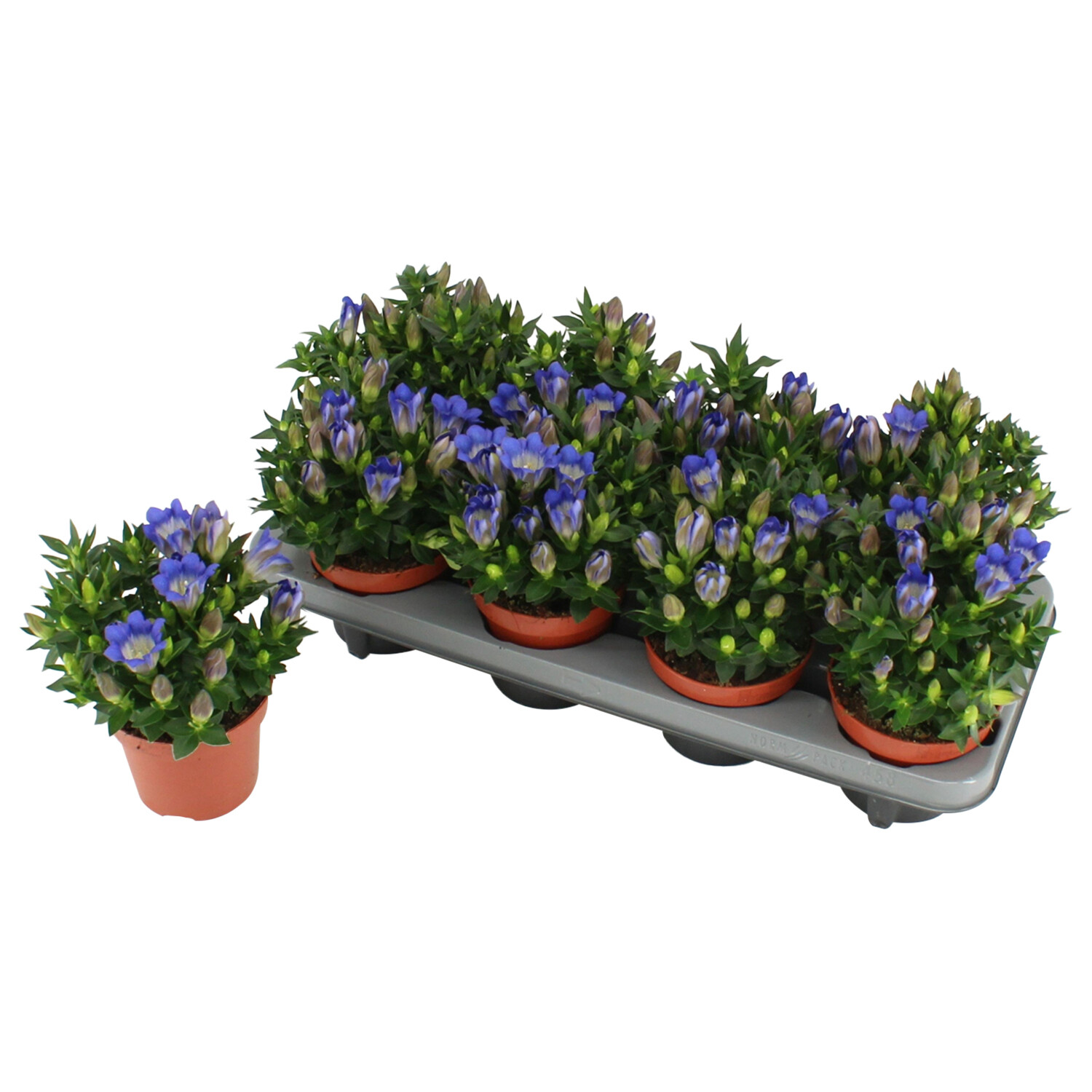 Gentiana Blue Heart 12cm - Blue Image