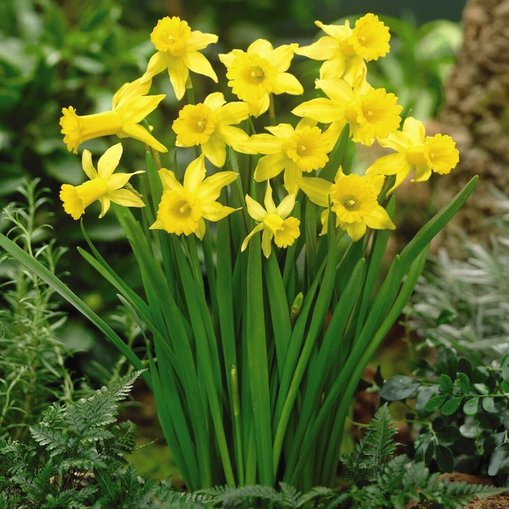 Thompson and Morgan Daffodil Peeping Tom Spring Planting Bulb 8 Pack Image 2