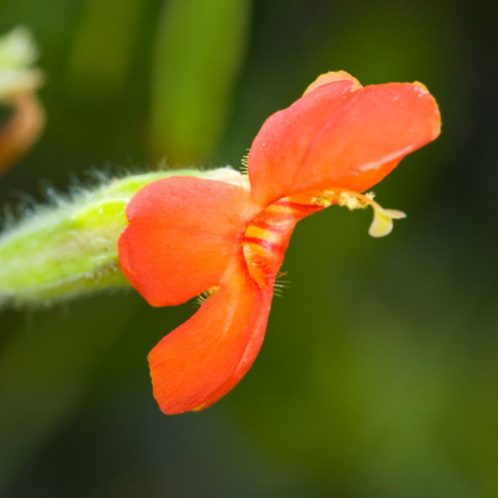 Thompson and Morgan Mimulus Cardinalis Plant Pot 9cm 3 Pack Image 2