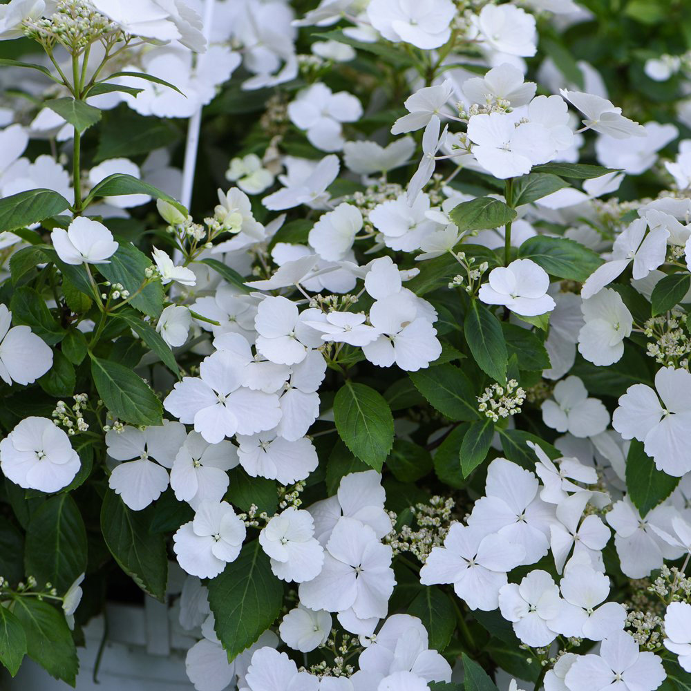 Thompson and Morgan Hydrangea Runaway Bride Plant Pot 13cm 2 Pack Image 6