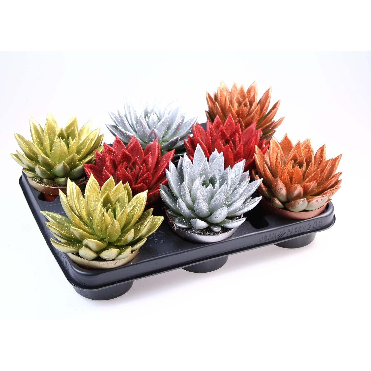 Coloured Echeveria Pot Image 4