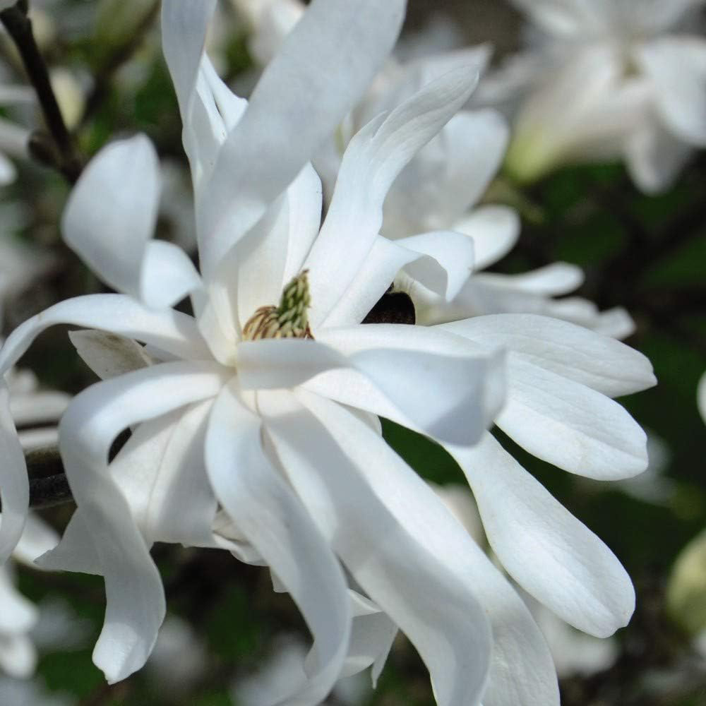 Thompson and Morgan Magnolia Stellata Plant Pot 9cm 2 Pack Image 3