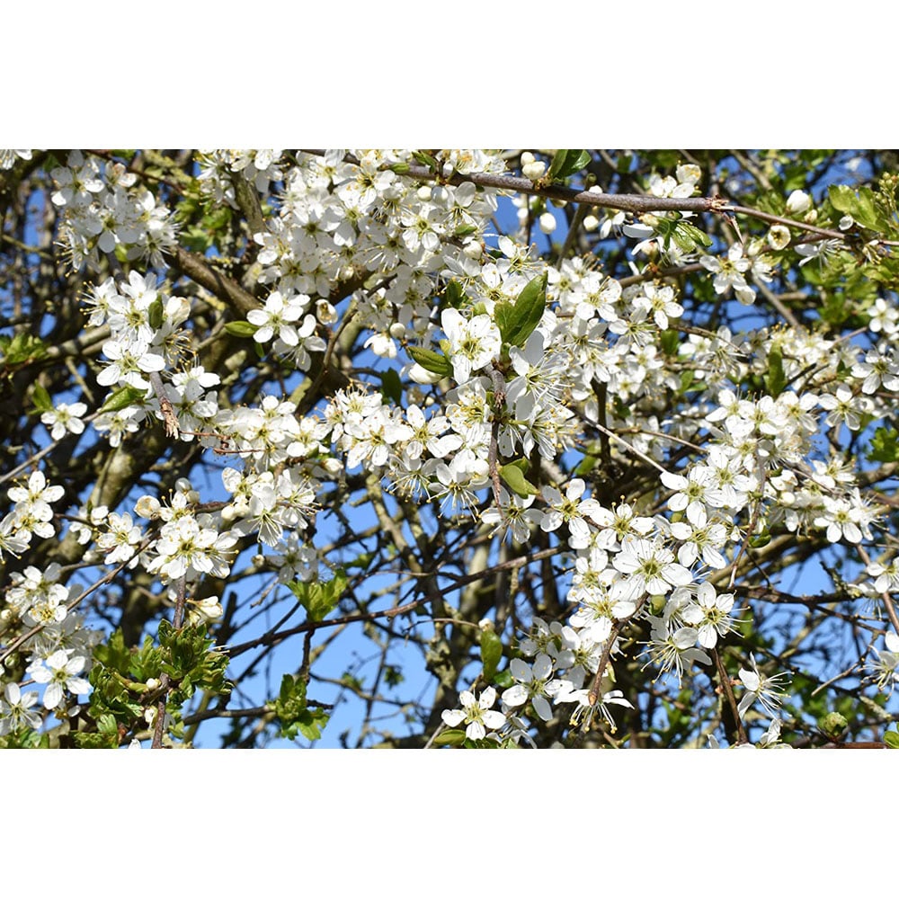 Inspirational Gifting Mixed Bare Root Sapling 2-3ft 20 Pack Image 4