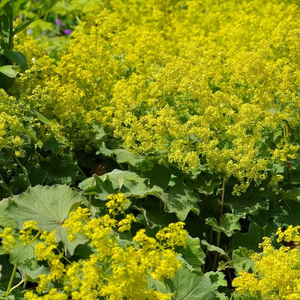 Thompson and Morgan Alchemilla Mollis Robustica Plant Pot 9cm 2 Pack Image 1