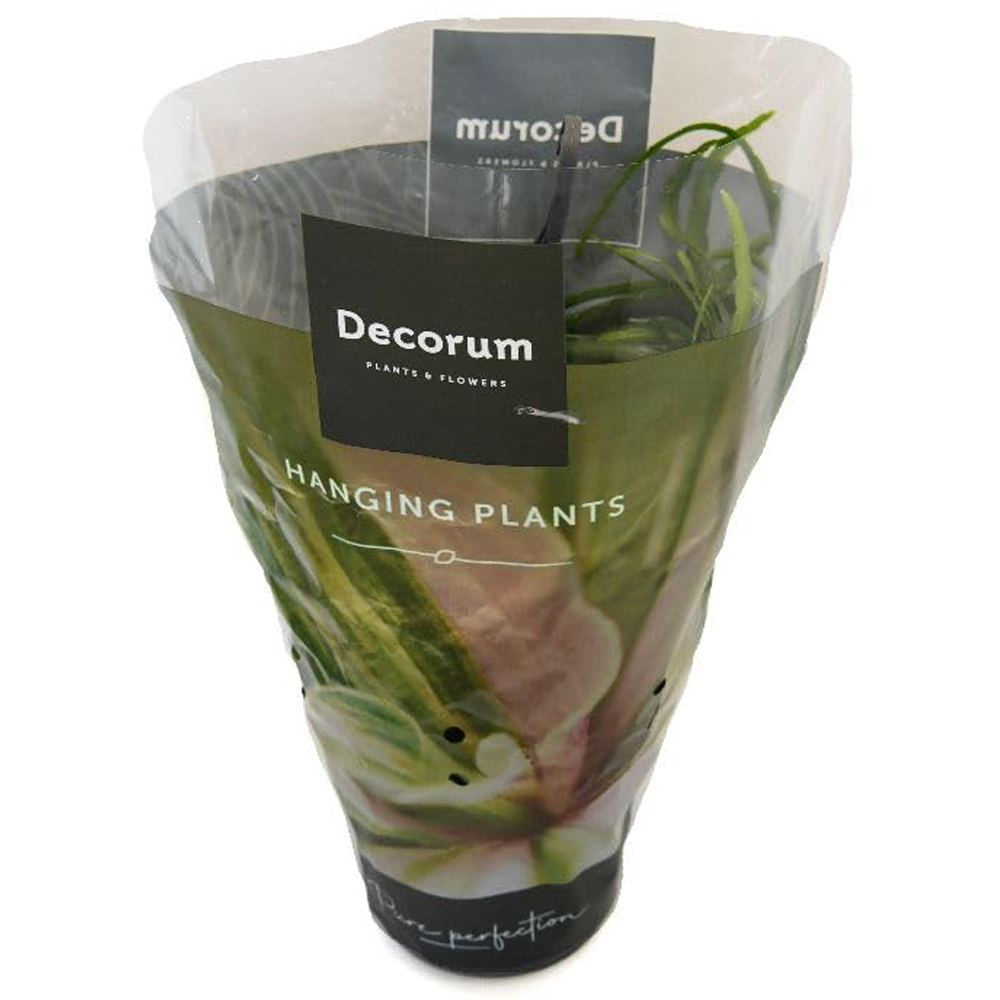 Thompson & Morgan Lepismium Bolivianum Plant in Hanging Basket 17cm 2 Pack Image 2