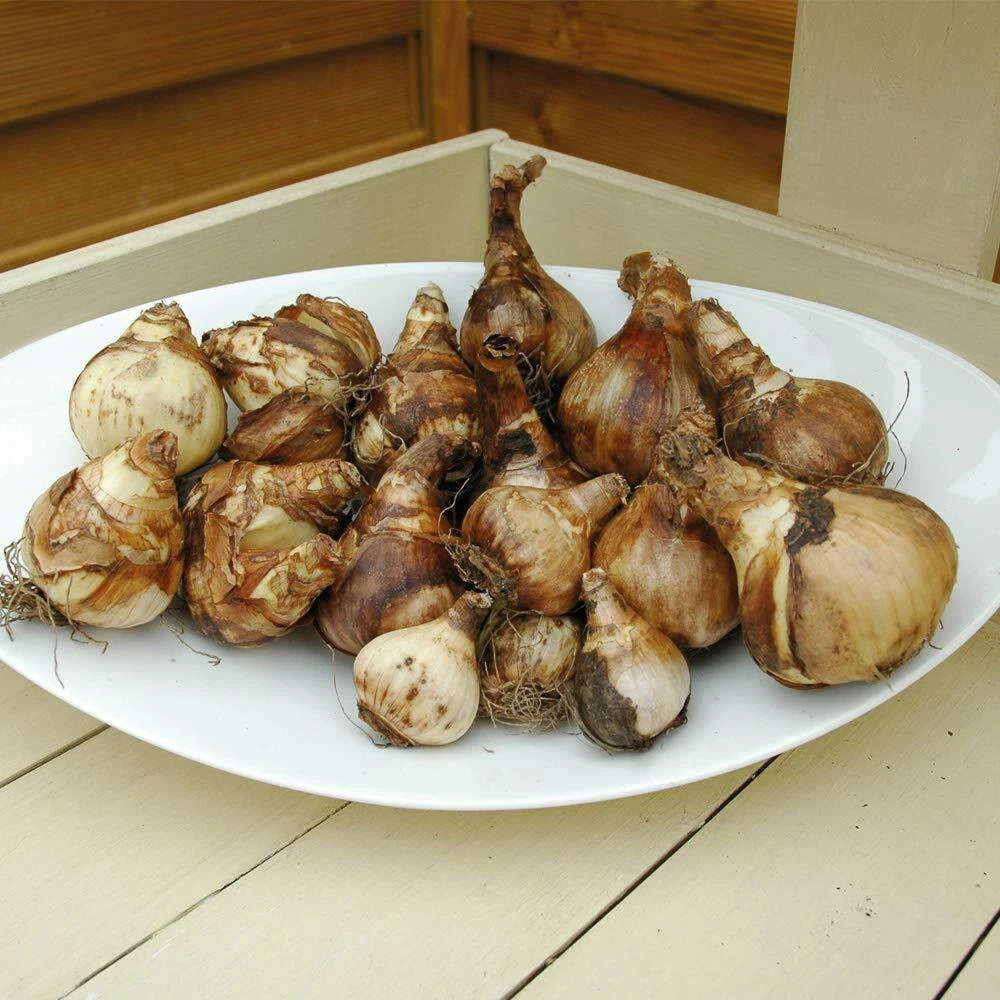 Thompson and Morgan Daffodil Golden Dawn Planting Bulb 8 Pack Image 4