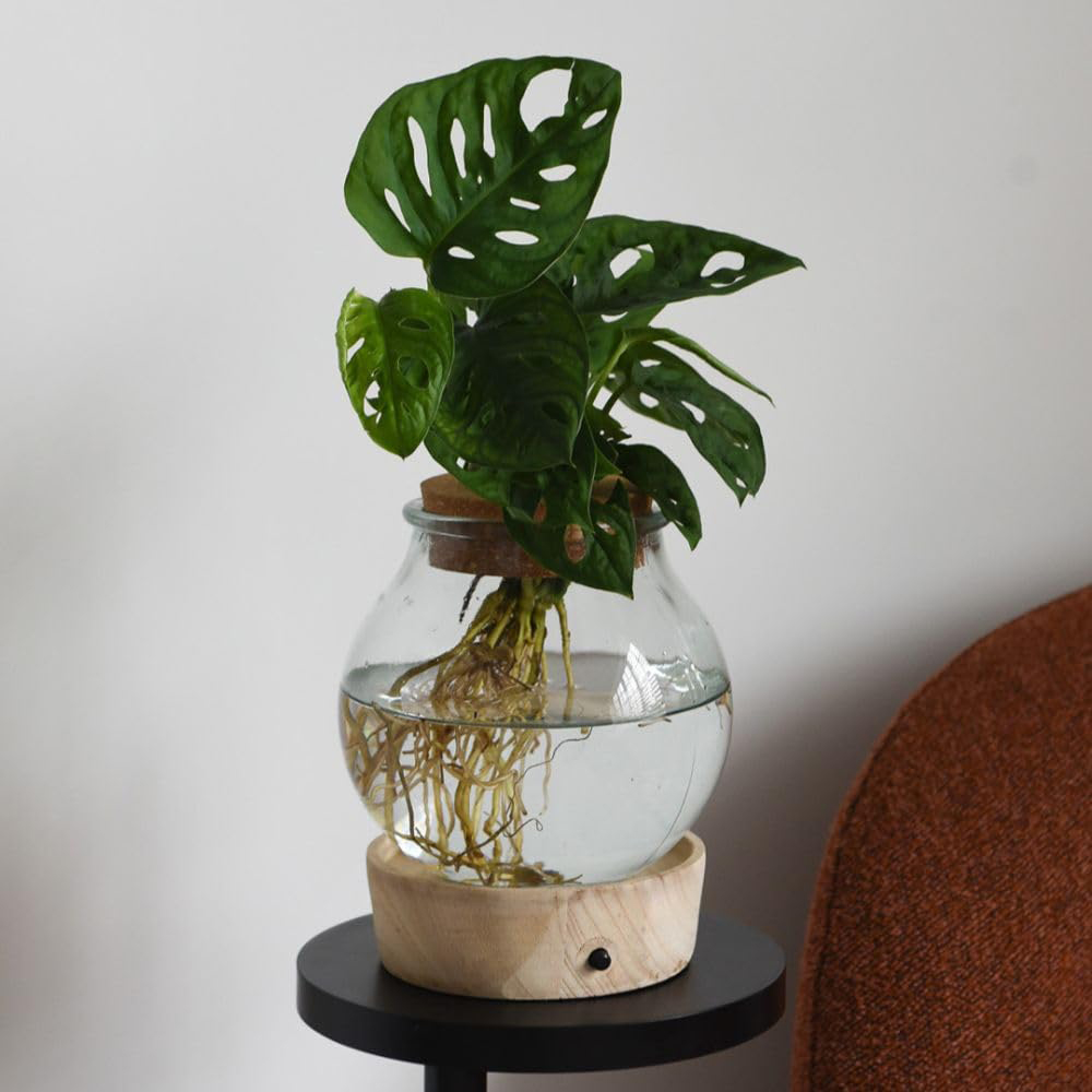 Thompson and Morgan Houseplants Mix Plant in Glass Vase with Light Up Base Image 3