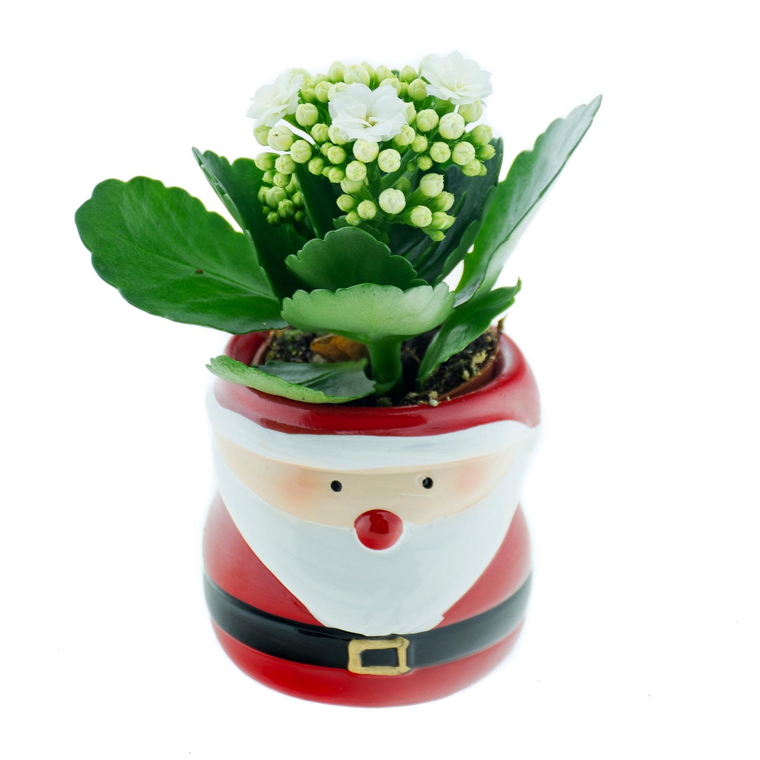 Kalanchoe in Santa Pot Image