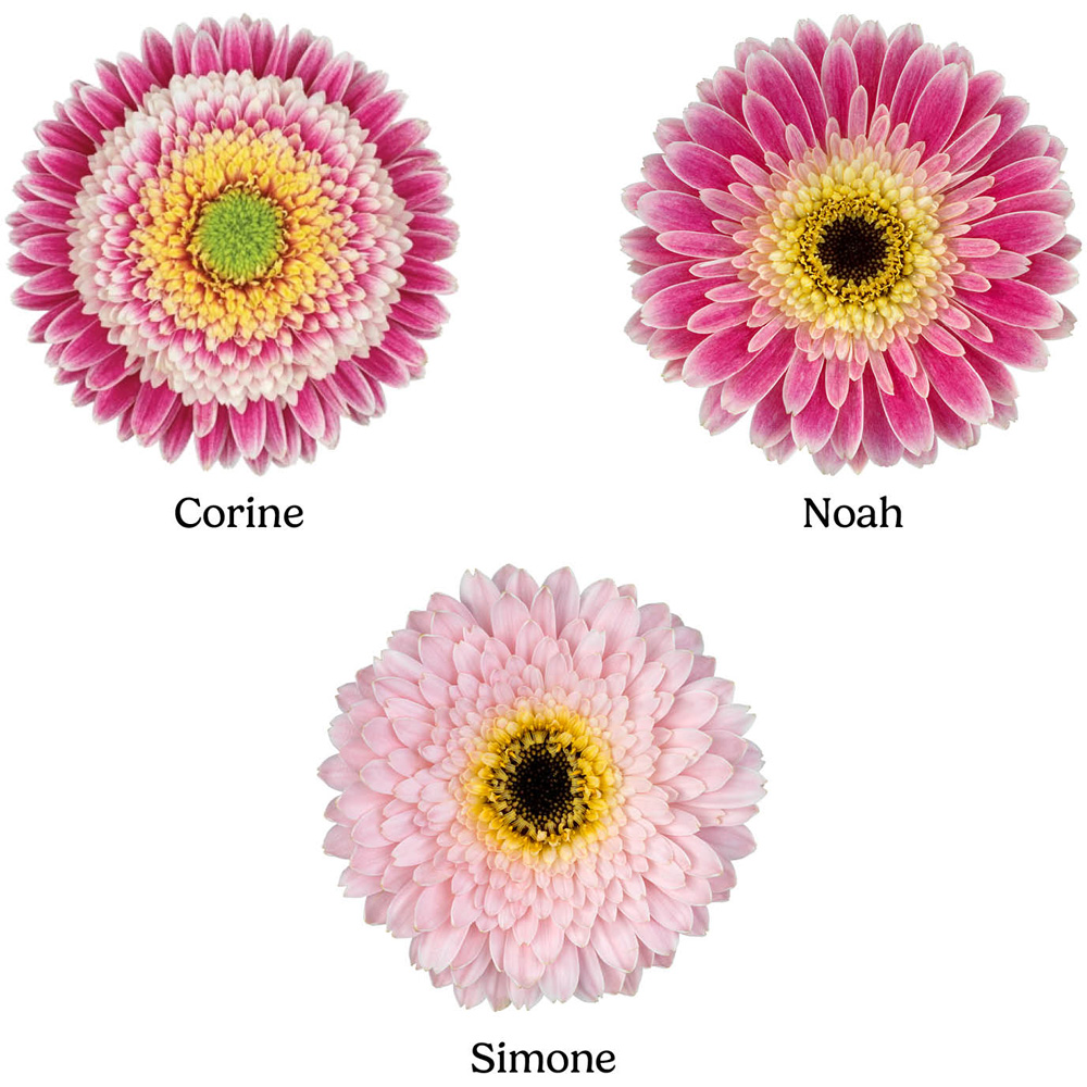 YouGarden Pink Gerbera Sunshaper Collection Plant Pot with Fertiliser 3 Pack Image 4