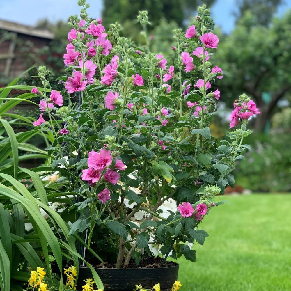 Thompson and Morgan Lavatera Princess Pink Plant Pot 9cm Image 1