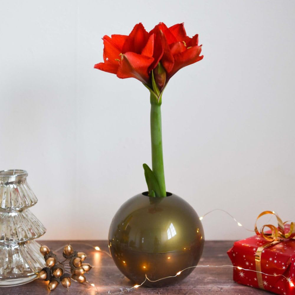 Thompson and Morgan Christmas Gift Red Amaryllis Bulb in Gold Globe Image 1