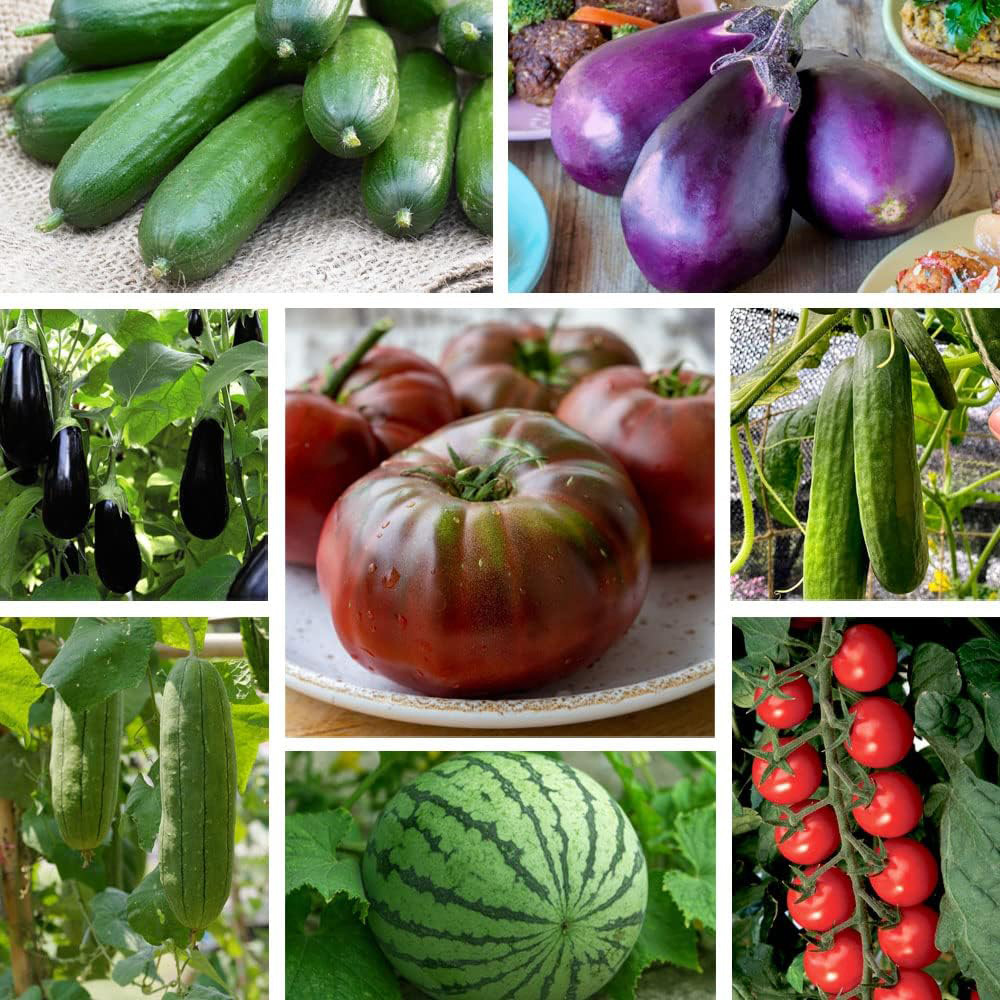 Thompson and Morgan Nurserymans Choice Grafted Vegetable Plant Pot 9cm 12 Pack Image 1