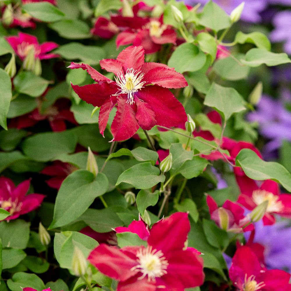 Thompson and Morgan Clematis Elpis Plant Pot 3L Image 3