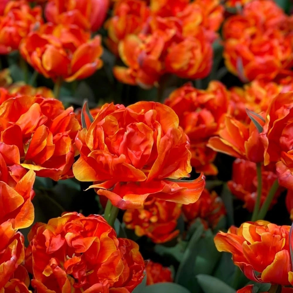 Thompson and Morgan Tulip Doubles Collection Planting Bulb 90 Pack Image 4