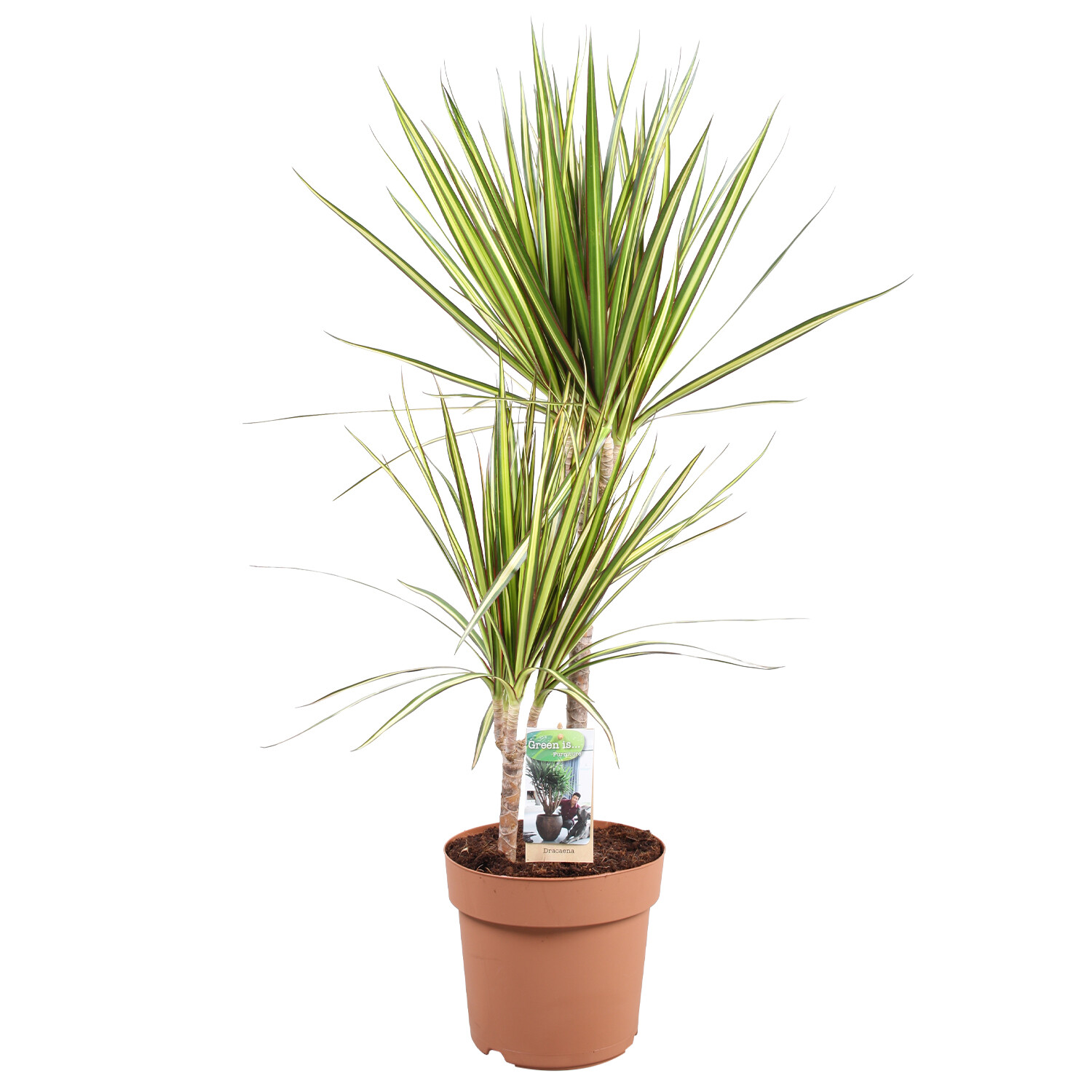 Dracaena Sunray 2 Stem - Green Image