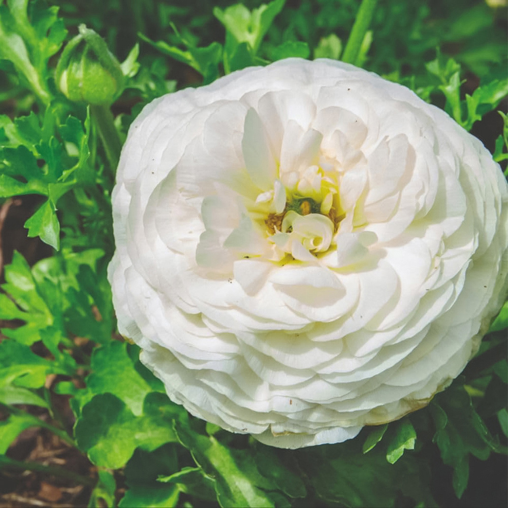Thompson and Morgan Ranunculus White Planting Bulb 20 Pack Image 1