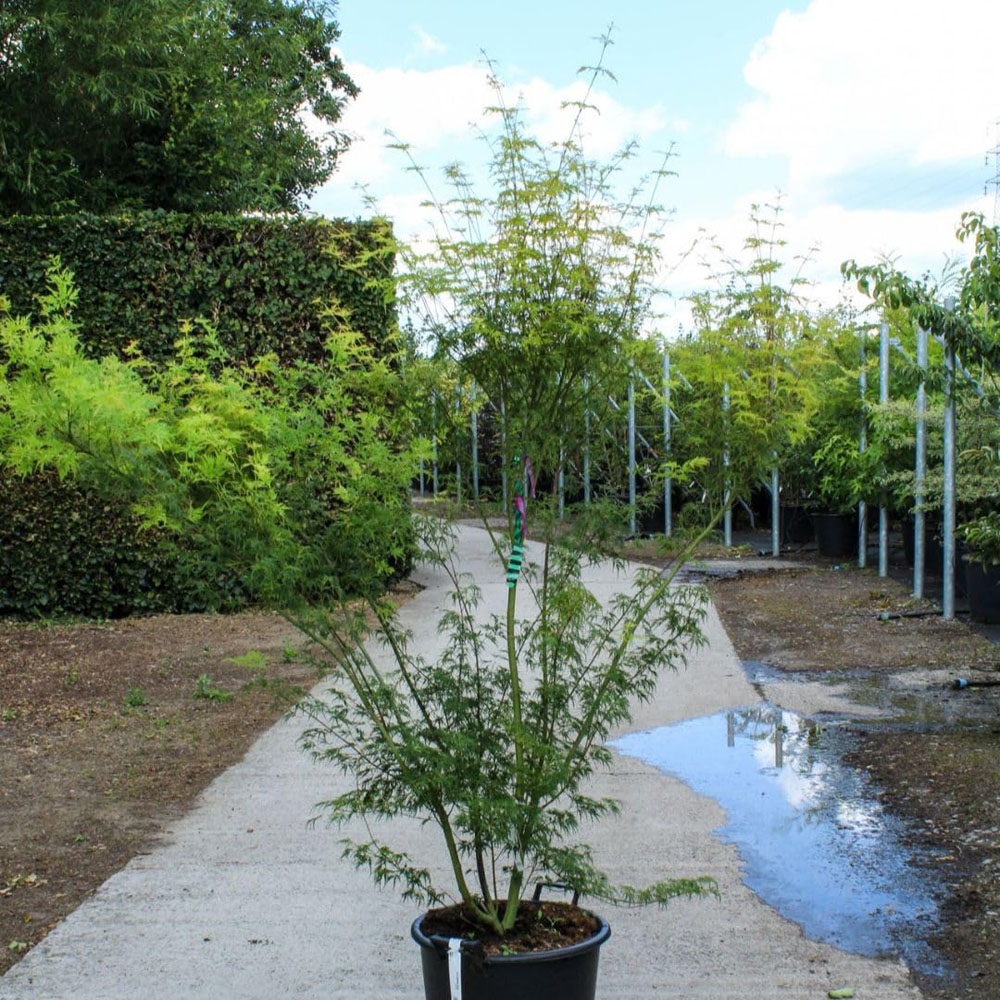 Thompson & Morgan Acer Palmatum Seiryu Plant Pot 12L Image 2