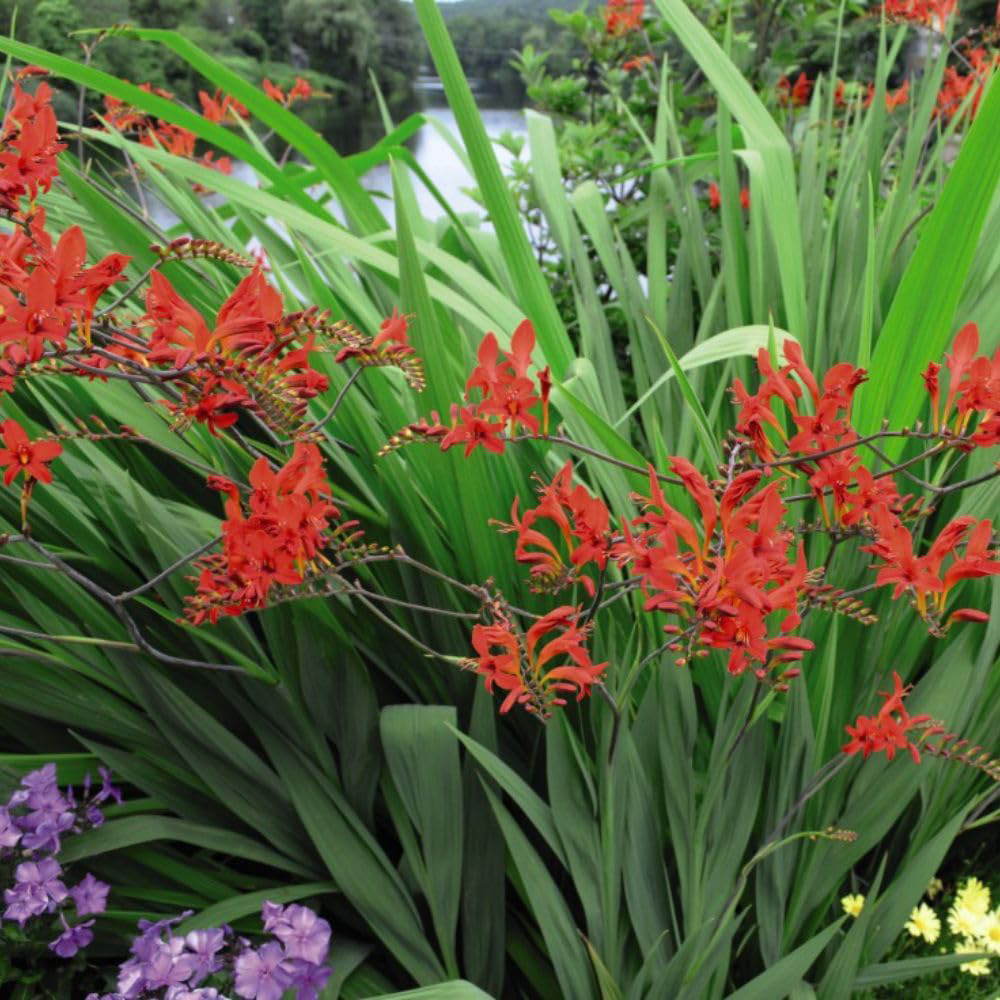 Thompson and Morgan Crocosmia Lucifer Potted Plant 1L 2 Pack Image 4