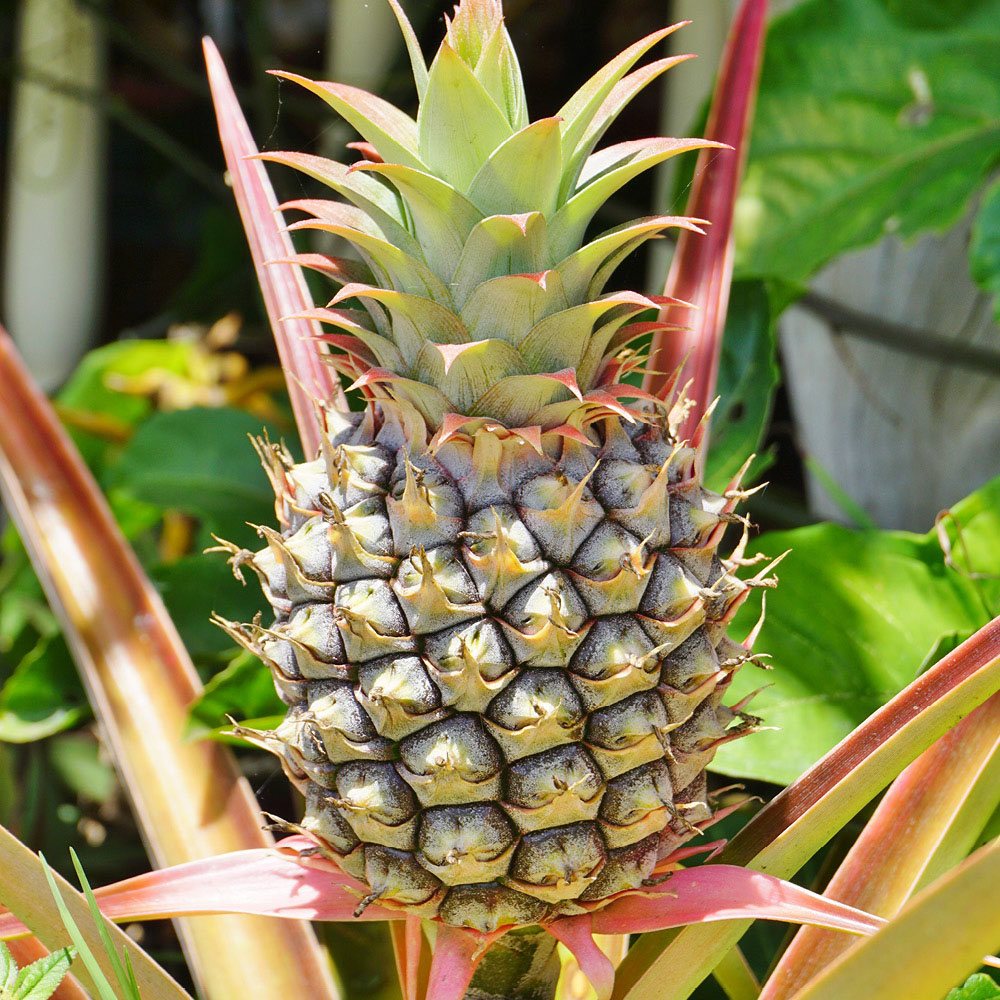 YouGarden Pineapple Plant Pot 12cm Image 1
