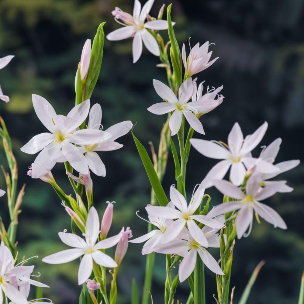 Thompson and Morgan Schizostylis Coccinea Alba Plant Pot 9cm 3 Pack Image 2