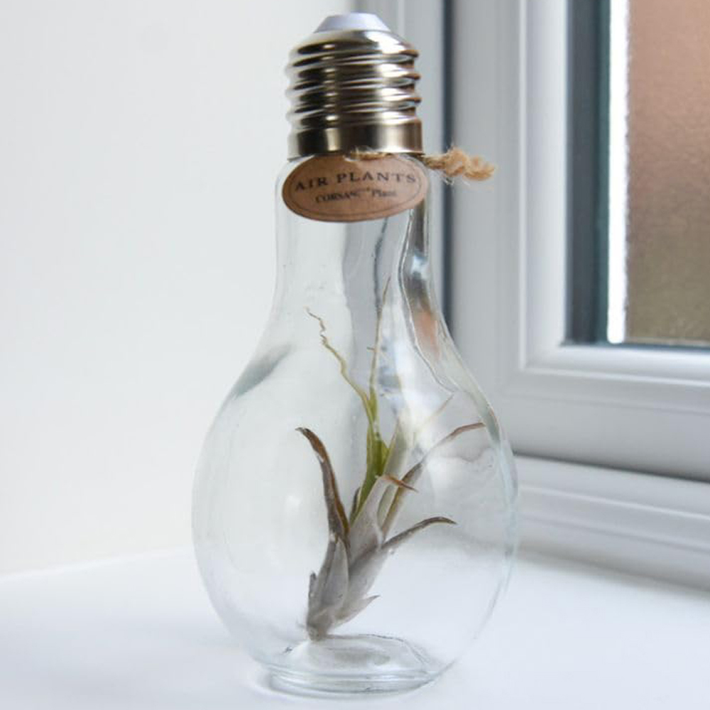 Thompson & Morgan Air Plant Tillandsia Lampglas on Rope Medium 2 Pack Image 1