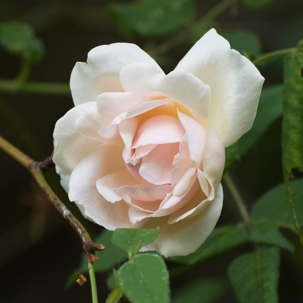 YouGarden Madame Alfred Carriere Bare Root Rose Image 2