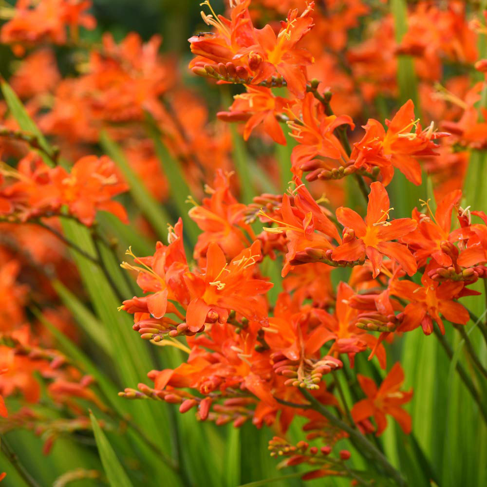 Thompson & Morgan Crocosmia Spitfire Planting Bulb 5 Pack Image 4