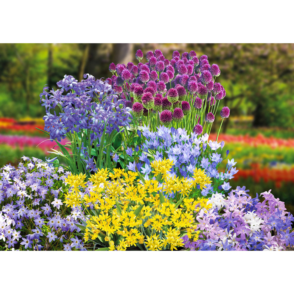 Thompson and Morgan Fantastic Spring Flowering Mix Bulbs 600 Pack Image 2