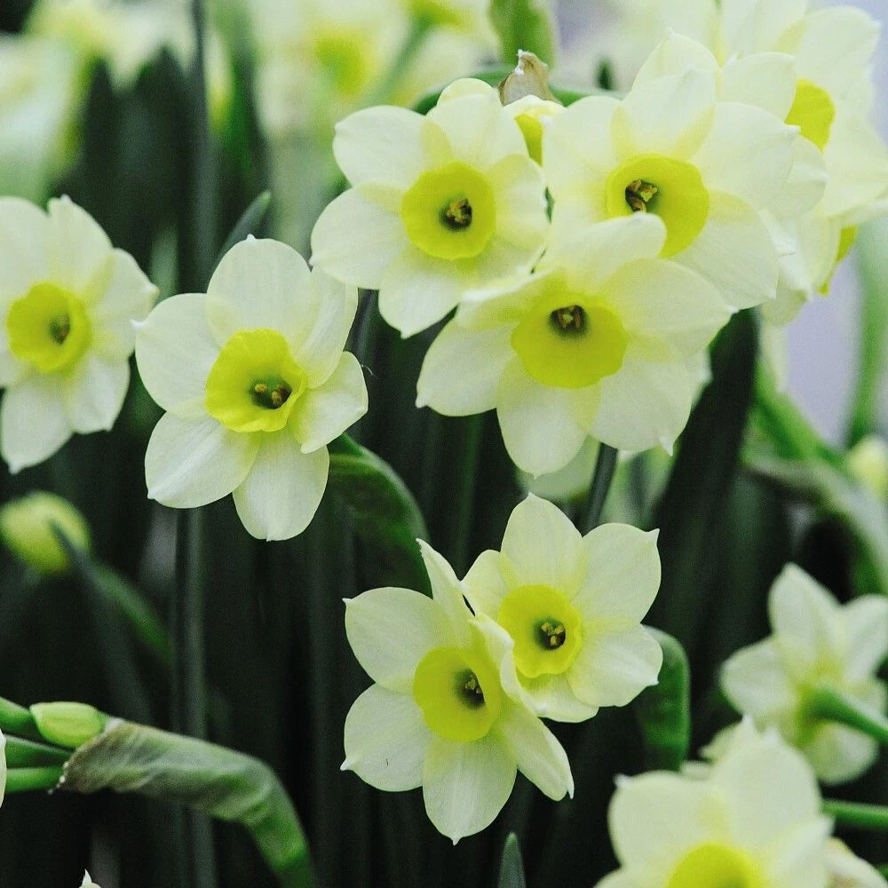 Thompson and Morgan Daffodil Minnow Planting Bulb 20 Pack Image 2