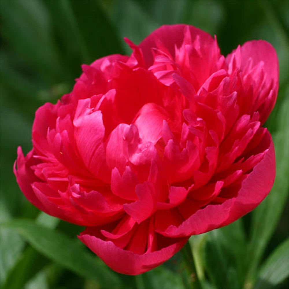 YouGarden Peony Collection Bare Roots 3 Pack Image 2