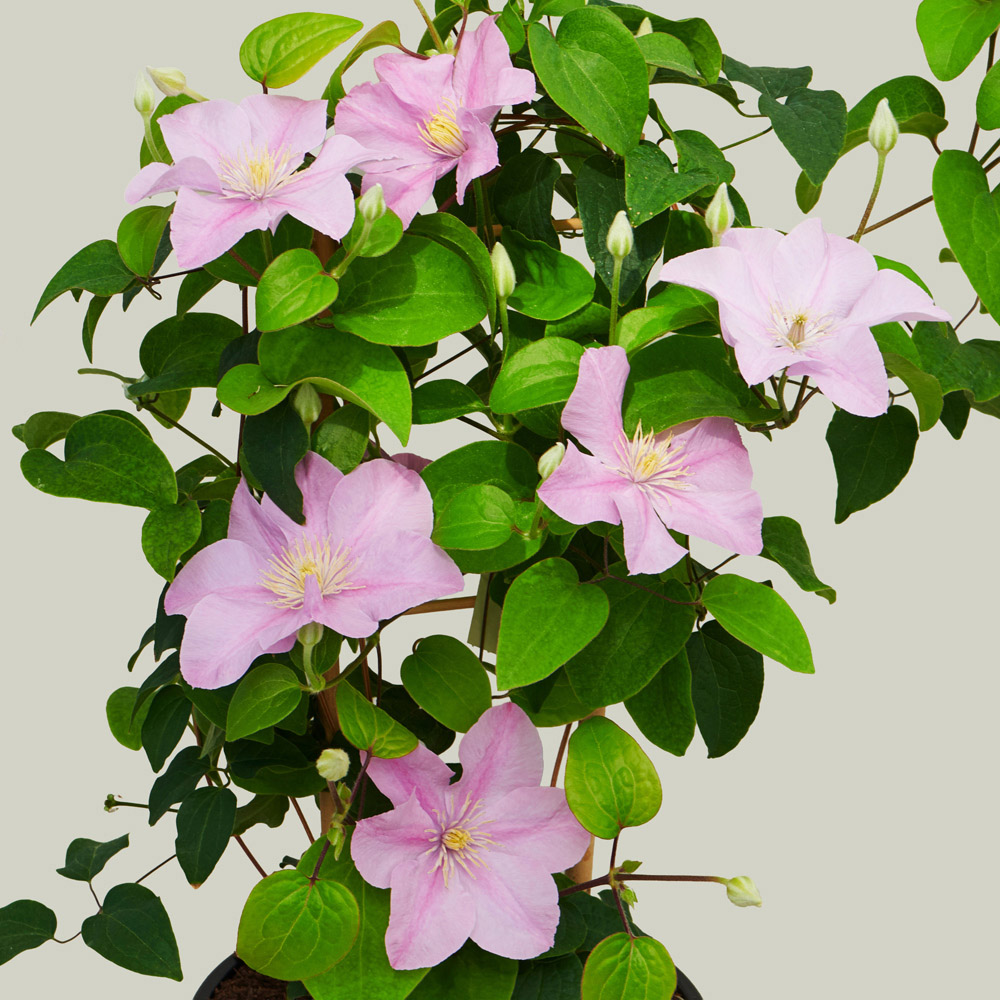 YouGarden Clematis Patio Pompeii Boulevard Plant Pot 10.5cm 3 Pack Image 2