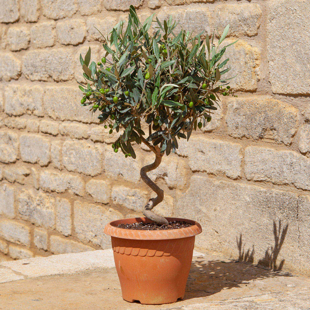 YouGarden Spiral Olive Tree Pot Image 1
