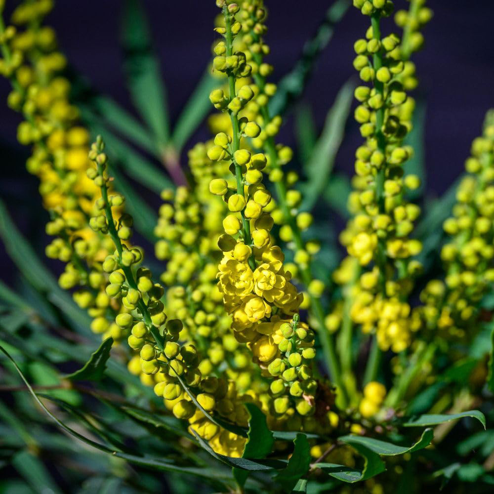 Thompson and Morgan Mahonia Eurybracteata Soft Caress Plant Pot 25L Image 2