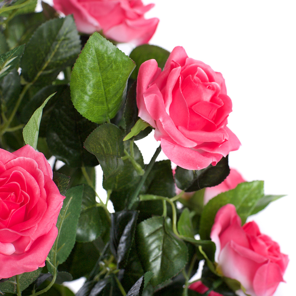 4ft Pink Rose Plant Image 3