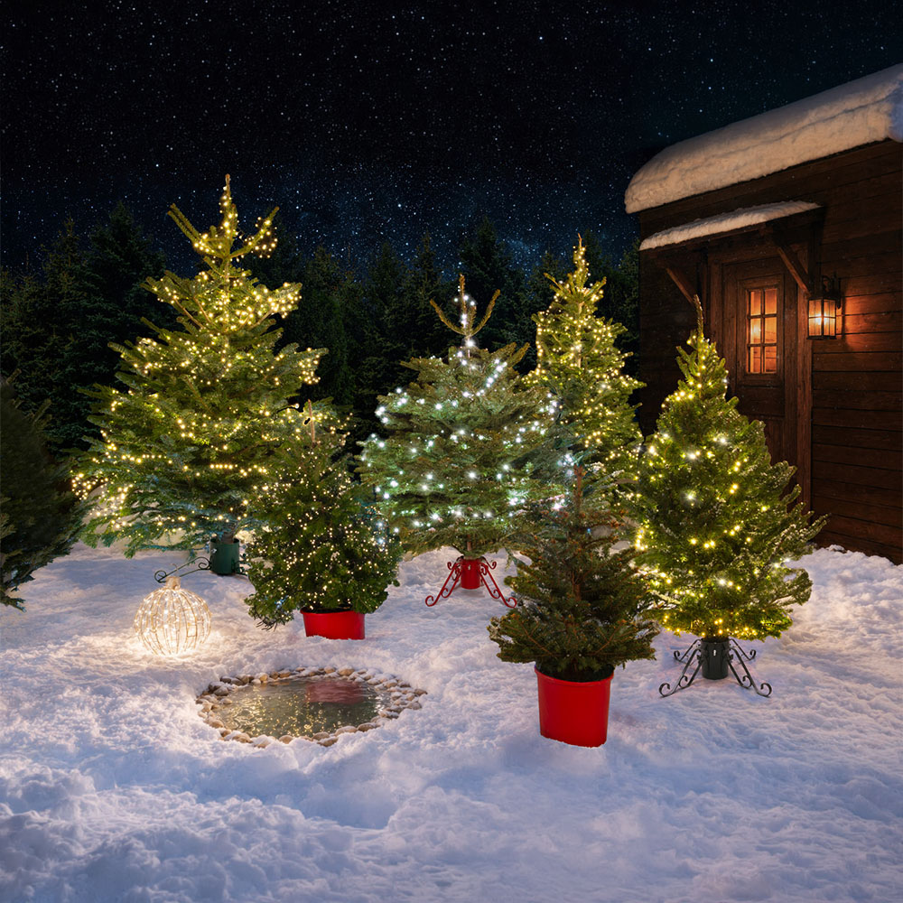 Nordman Fir Real Christmas Tree - Green / 6ft Image 3