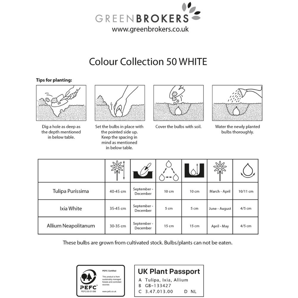 GreenBrokers Dutch White Colour Bee Friendly Mixed Collection Planting Bulb 50 Pack Image 3