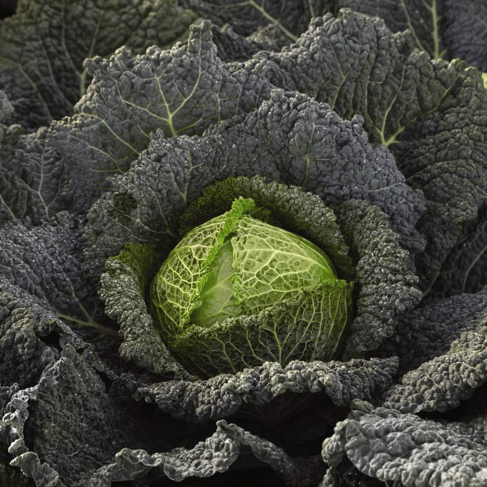 Thompson & Morgan Cabbage Savoy Cordesa F1 Hybrid 10 Seeds Packet Image