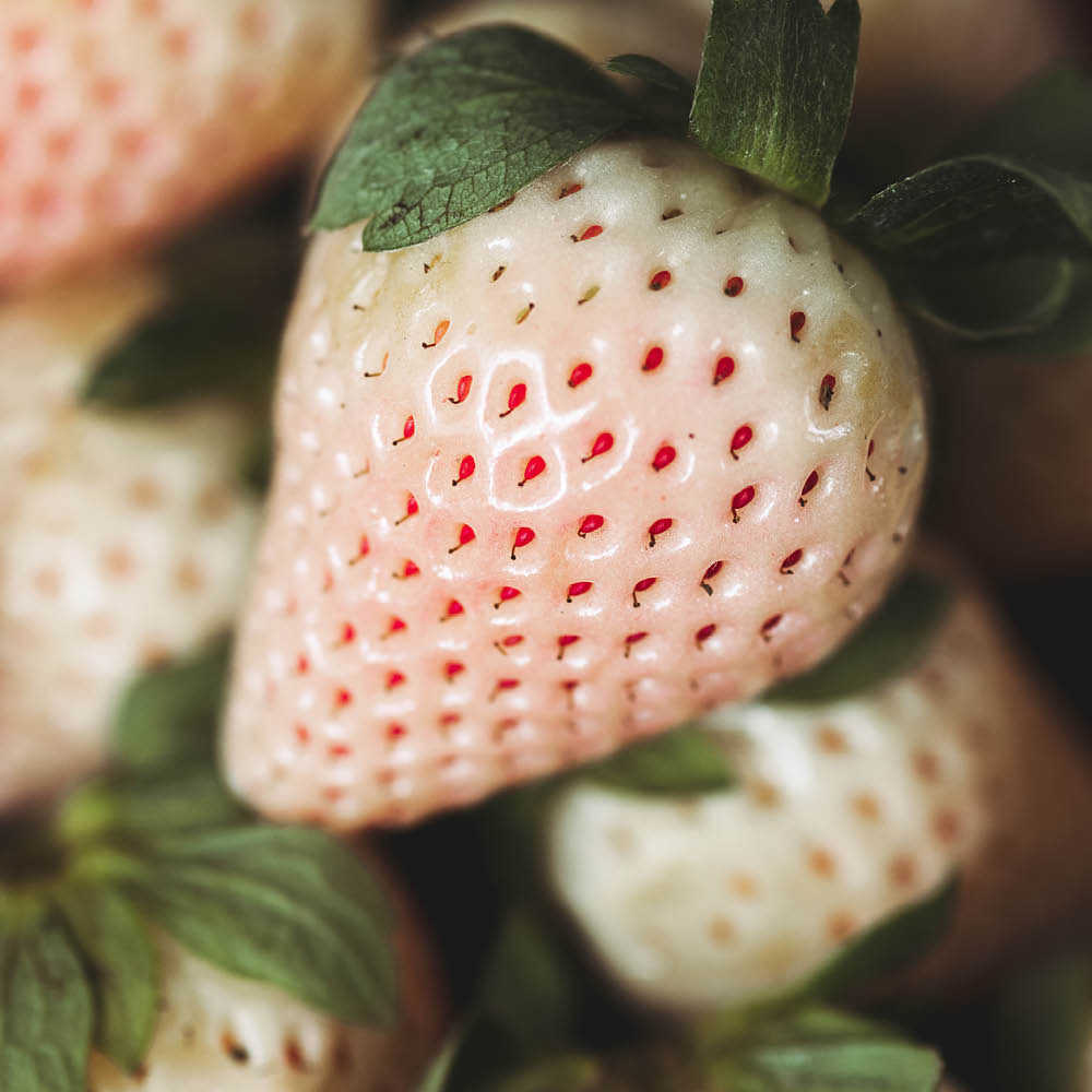 YouGarden Pineberries Class 1 Strawberry Runners Growing Kit Image 2