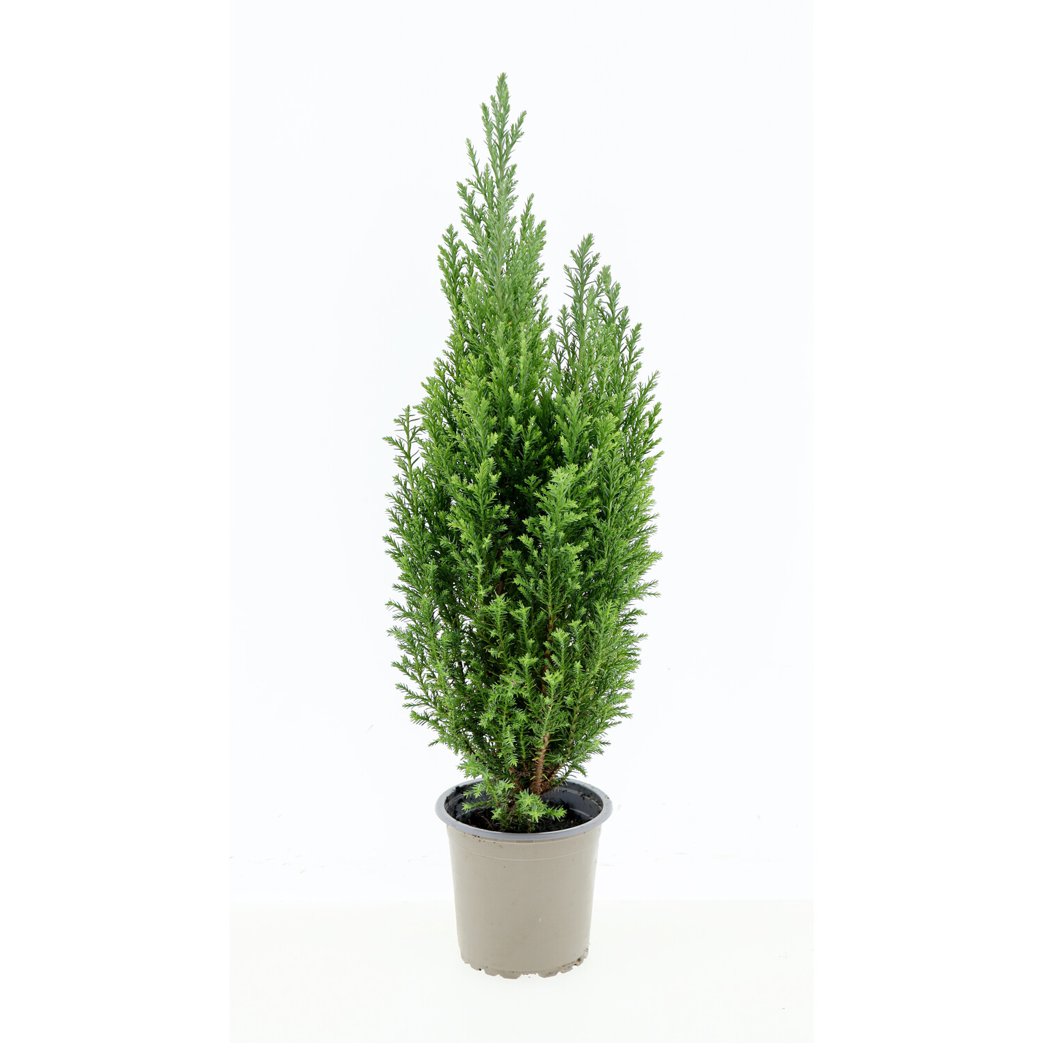 Elwoodii in Grow Pot Green Image