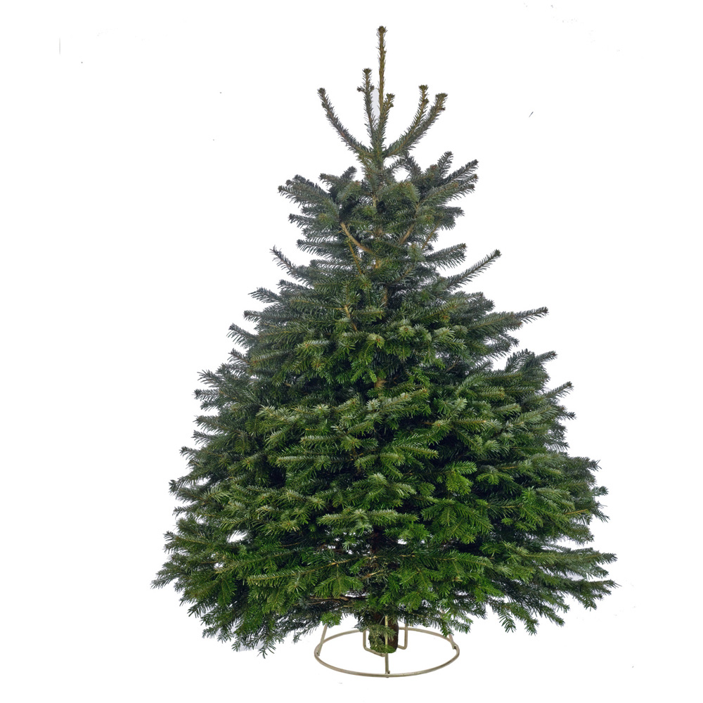 Nordman Fir Fresh Cut Real Christmas Tree Green 7ft Image 1