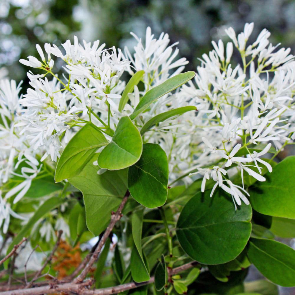 Thompson and Morgan Chionanthus Retusus Plant Pot 3L Image 1
