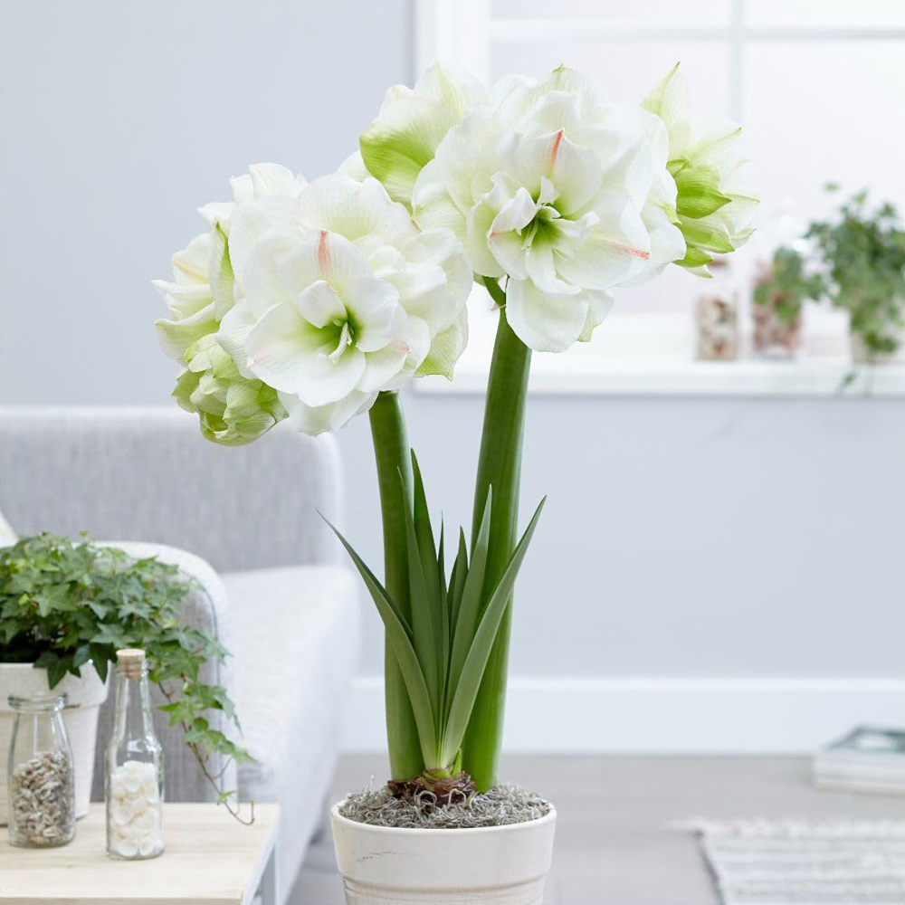 Thompson and Morgan Amaryllis White Amadeus Bulbs 2 Pack Image