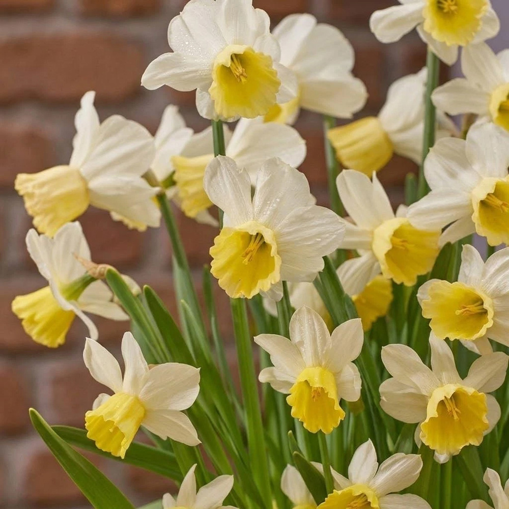 Thompson and Morgan Daffodil Josina Elisabeth Planting Bulb 32 Pack Image 1