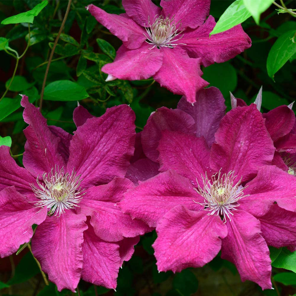 Thompson and Morgan Clematis Ernest Markham Plant Pot 1.7L Image 1