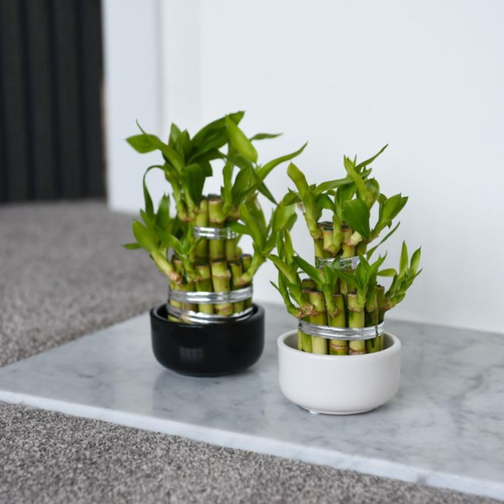 Thompson & Morgan Dracaena Sanderiana Lucky Bamboo 3 Level Potted Plant 10cm Image 5