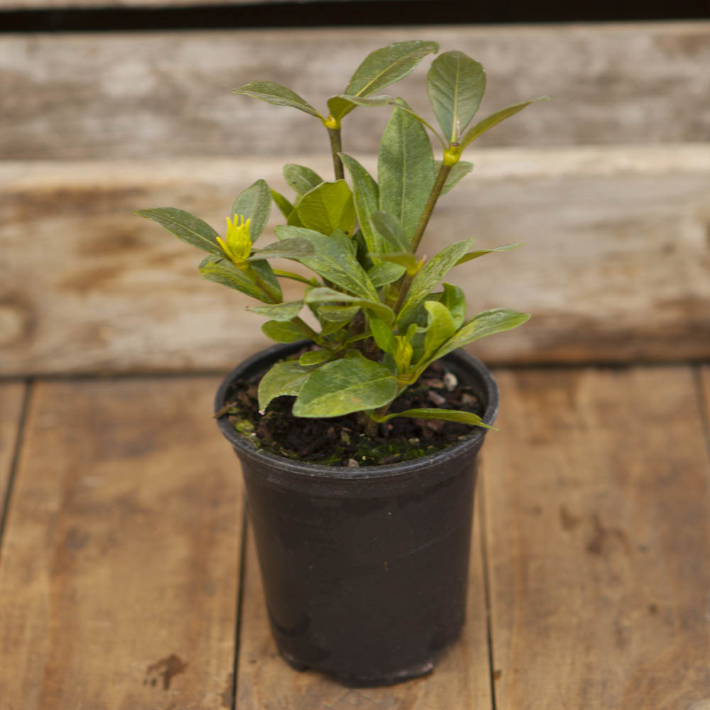YouGarden Gardenia Crown Jewels Plant Pot 9cm 3 Pack Image 3