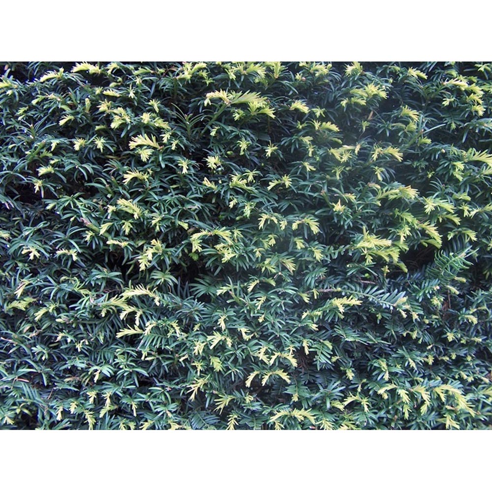 Inspirational Gifting Yew Evergreen Bare Root Hedge Plant Sapling 30-40cm 5 Pack Image 7