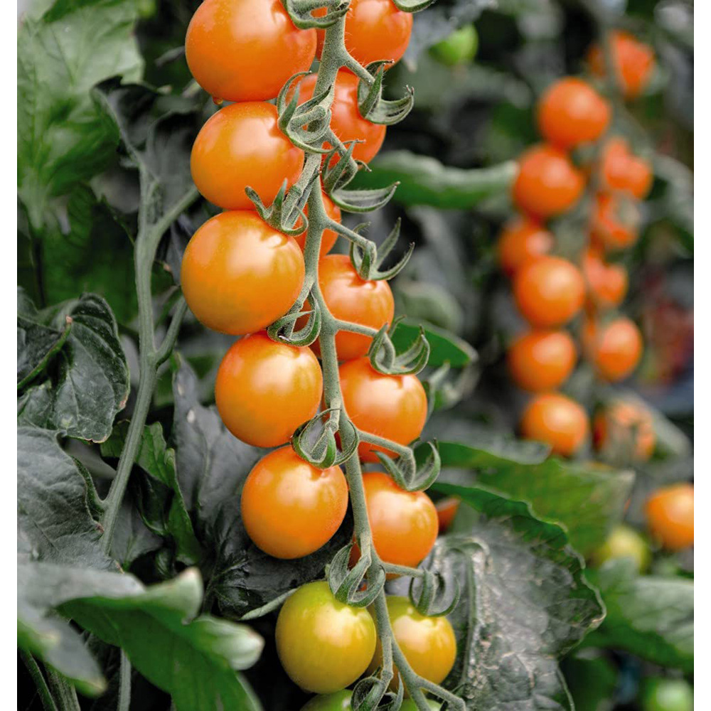 Thompson and Morgan Tomato Honeycomb F1 Seeds Image 3