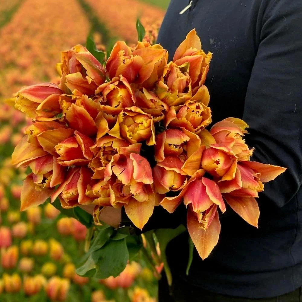 Thompson and Morgan Tulip Doubles Collection Planting Bulb 90 Pack Image 3